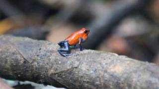 Pilegiftfrø Dendrobates pumilio