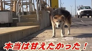 出産後子犬と引き離され捨てられた母犬。攻撃的になってしまった母犬が子犬と再会すると..