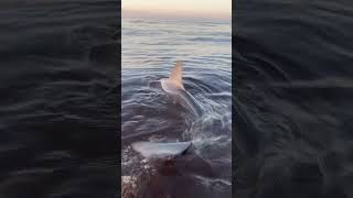 Releasing A Big Shark 😱 shark #sharking #lbsf #fishingyt #fish #nysharkfishing #thefishermeng