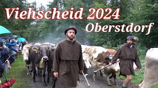 🇩🇪 Viehscheid 2024 in Oberstdorf | Traditional events in the Alps Algäu | #MeinWanderlustdiaries