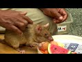 cambodia s new batch of landmine sniffing rats