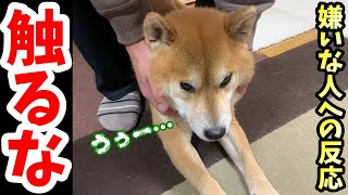 大嫌いな父が触っただけでキレる警戒心強めの柴犬はその後どうなるのか⁉