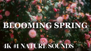 4K Blooming Spring - Episode 1 - Cinematic Dreamy Colors of Stunning Garden Flowers + Nature Sounds