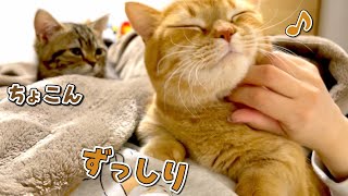 子猫のマネをしてお腹の上で寝ようとする兄猫が重可愛い…！