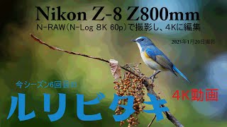 ルリビタキ 今シーズン6回目 2025,1,20撮影　今シーズン最後のルリビタキです