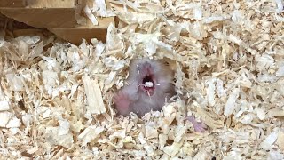 子ハムは激怒した‼︎🐹(最後に子ハムの鳴き声有り)