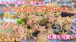 【多肉植物】簡単に増やせる！カリフォルニアサンセット！カットで増やして丼にします😺