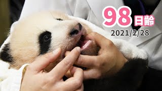 【パンダの赤ちゃん】犬歯が生えてきました！（98日齢）