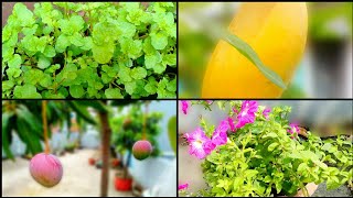 আমার ছাদ বাগান Rooftop Garden Tour🌳🌴 Vlog-tumpas Recipes