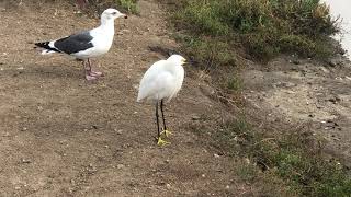 Snowy White Egret vs SeaGull featuring Big Black Duck