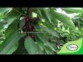 17 tons per hectare of kordia cherries under cravo retractable roof reid fruits