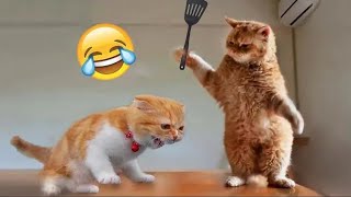 So funny baby kittens playing together 😍😻😻