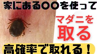 マダニに噛まれた！そんな時は家にある○○を使ってみて！高確率で取れる方法！