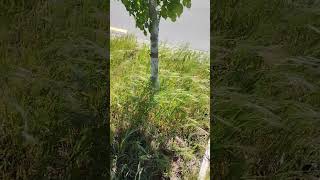 short video 👍👍👍 రోడ్ సైడ్ walking lo మొక్కలు 🌲🌲🌲🌲🌲సబ్ ,,,,