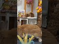 【うさぎカフェ】もぐもぐ・・・生パインよりも乾燥パインな気分　 shorts