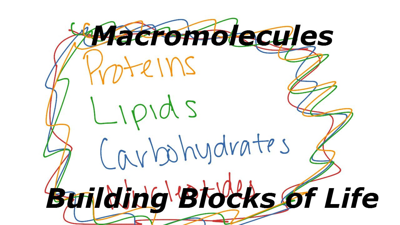 Macromolecules Building Blocks Of Life - YouTube