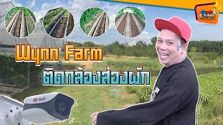 ทำไม Wynn Farm ติดกล้องส่องผัก - สูงเตี้ยเรี่ยดิน EP.58