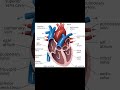 Why red and blue color of arteries and veins in books