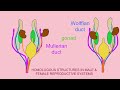 homology in male u0026 female reproductive systems