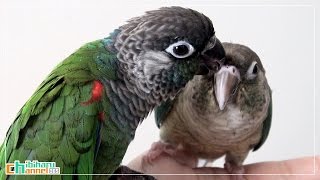 ウロコインコ：チビハル 【親睦のカキカキ Part1】