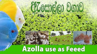 Azolla Use as Feeed | ඇසොල්ලා වගාව