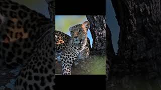 Did You Know? Leopards: The Stealthy Geniuses of the Wild!  #wildlife #shorts