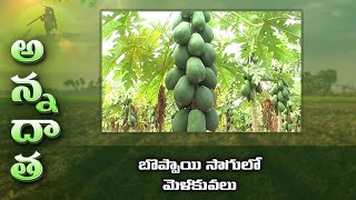 బొప్పాయి సాగులో మెళకువలు | How to raise papaya garden | ETV