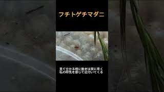 ヤバぃ生物マダニ！ #shorts