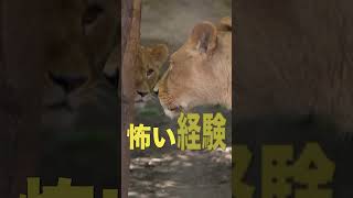 【怖いけど可愛い】旭山動物園ライオン #shorts #旭山動物園 #ライオン #イオ #フウ #lion #kawaii