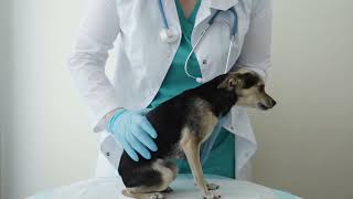 Comprehensive Guide to Canine CRP Test Kits for Veterinarians