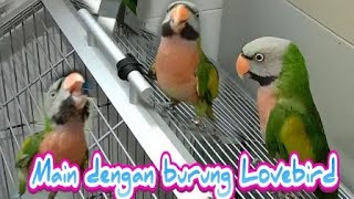 Main dengan burung Lovebird