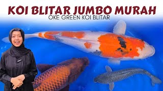 REVIEW KOI BLITAR BESAR TAPI MURAH❗