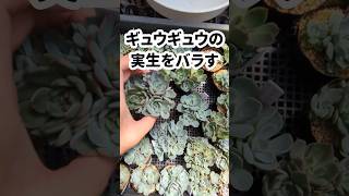 【多肉植物】ギューギュー実生のバラし、どうやる？】#succulent #幸せの多肉屋さん #エケベリア #交配実生