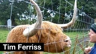 Tim Ferriss kissing hairy "coo" in Scottish Highlands | Tim Ferriss