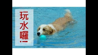 Elvis日常—我們玩水趣!(森呼吸寵物休閒廣場)||邊境牧羊犬||Border collie