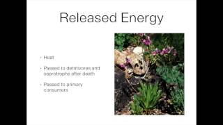 Ecology 2 - Autotrophs and Heterotrophs