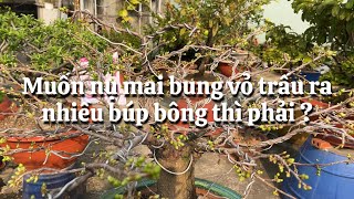 Muốn nụ mai bung vỏ trấu ra nhiều búp bông phải làm gì ? 22-12 âm lịch