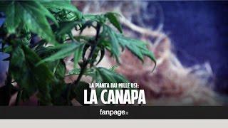 La pianta dai mille usi: cosa posso fare con la canapa?