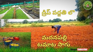 మదనపల్లి టమాటా సాగు.... డ్రిప్ పద్దతిలో || madanapalli tamata farming with drip irrigation||