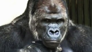 Women flock to 'handsome' gorilla