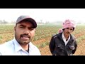 टमाटर की खेती कैसे करें siminies durg tomato टमाटर की उन्नतशील खेती