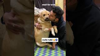 Tum ruthi rho 😂 || labra rubi || #youtubeshorts #shorts #labrador #doglover #funny #cute #viralsong