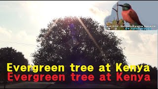 #상록수#evergreen tree#Hearing song of evergreen tree at Kenya#케냐에서 상록수 노래를 들으며..