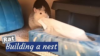 Cute Rat Stealing Tissues