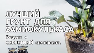 ЛУЧШИЙ ГРУНТ для ЗАМИОКУЛЬКАСА | Требования к смеси и СЕКРЕТНЫЙ ингредиент!