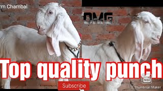 Chambal ki top quality punch face hansa female 10 month hansa goat