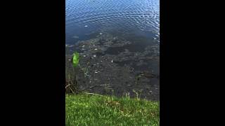 Alligators ponds Florida state solivita