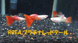 国産グッピー RREA.プラチナレッドテール　(iwoya.com いを屋)