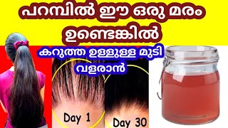 പറമ്പിൽ ഈ ഒരു മരം ഉണ്ടെങ്കിൽ ഒരു തണ്ട് മാത്രം മതി കഷണ്ടി തലയിലും മുടി വേഗത്തിൽ വളരും/Hair Regrowth