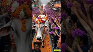 #festival #gaumaa #gaumata #cow #gomata #happy #gauseva #bhaktisong #gaumutra #shorts #shortvideo